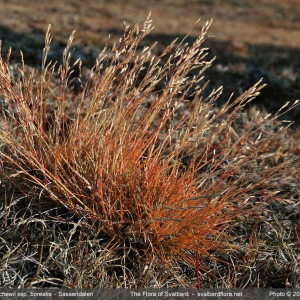 Deschampsia sukatschewii ssp. borealis