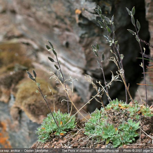 Draba arctica place full