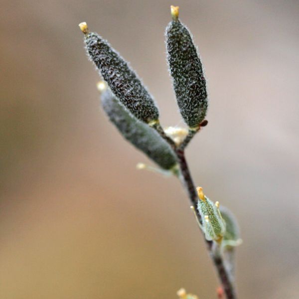 Draba arctica whole full