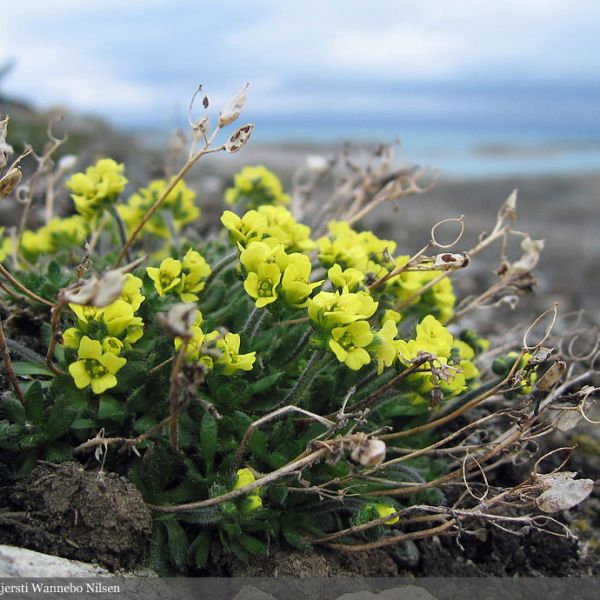 Draba corymbosa place full