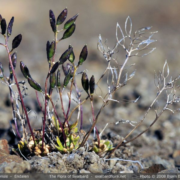 Draba fladnizensis place full