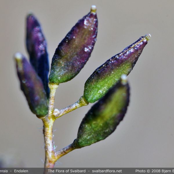 Draba fladnizensis whole full