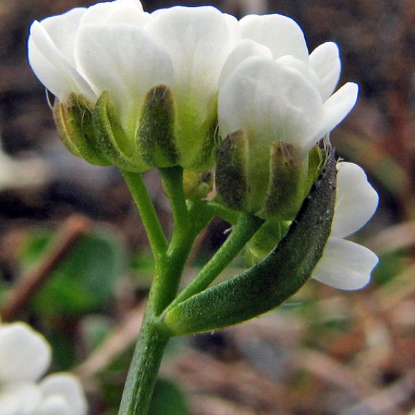 Draba lactea 1 full