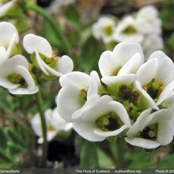 Draba lactea close full