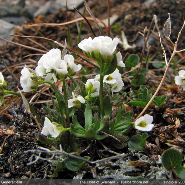 Draba lactea