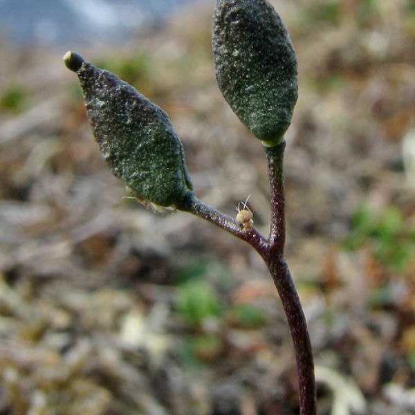 Draba lactea whole full