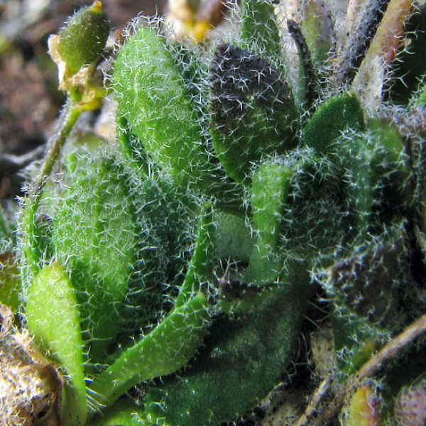 Draba micropetala 2 full