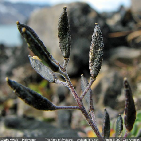 Draba nivalis whole full