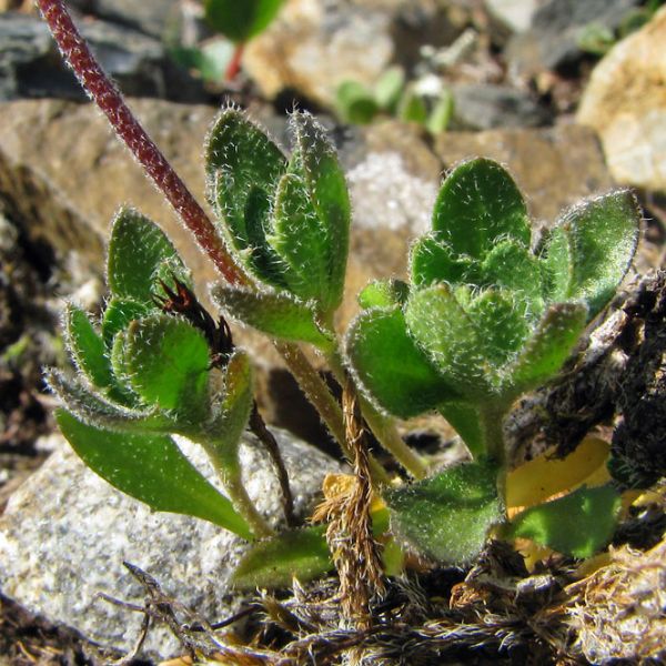 Draba norvegica  2 full