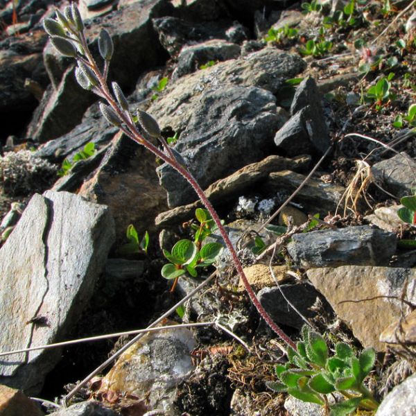 Draba norvegica  place full