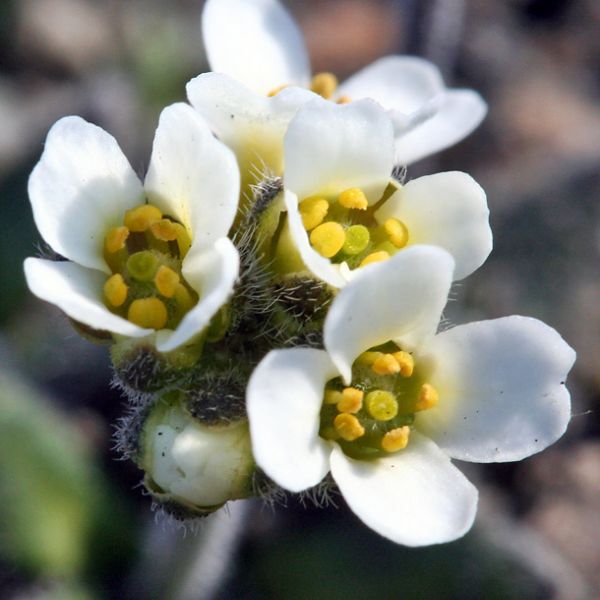 Draba norvegica close full