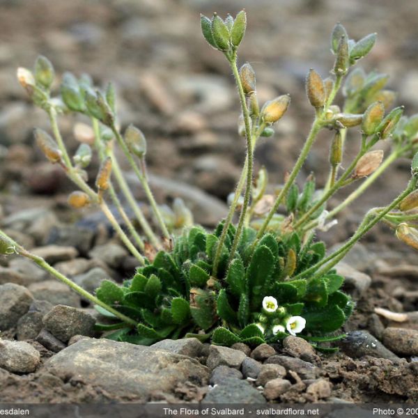 Draba norvegica place full