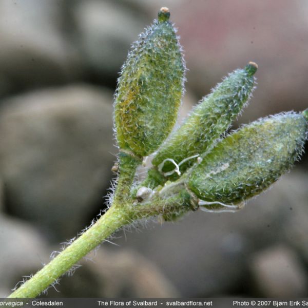 Draba norvegica whole full