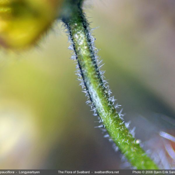 Draba pauciflora 1 full