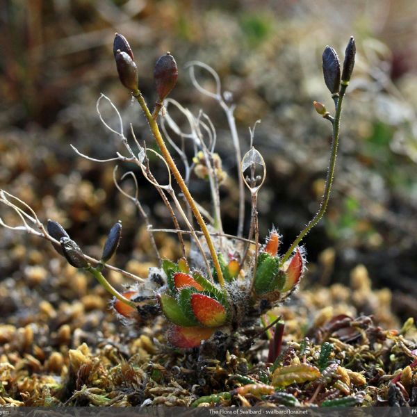 Draba pauciflora place full