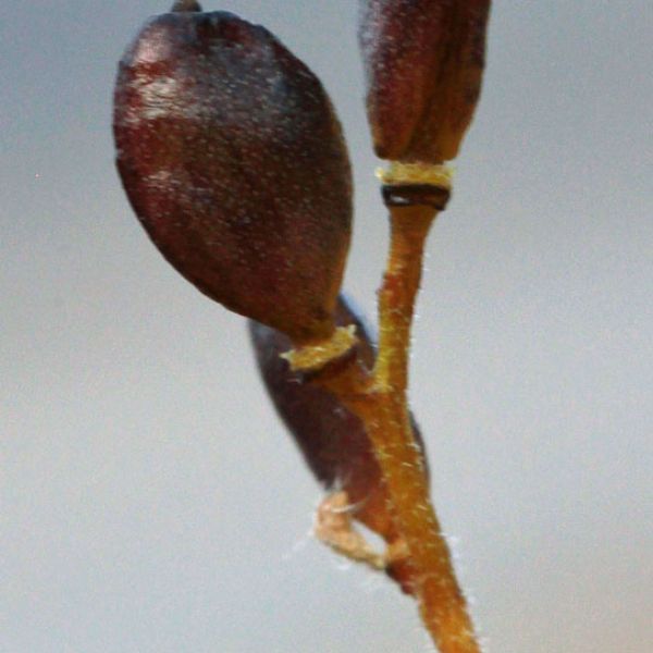 Draba pauciflora whole full