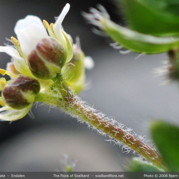 Draba subcapitata 1 full