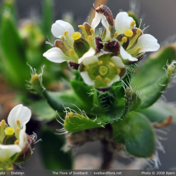 Draba subcapitata close full