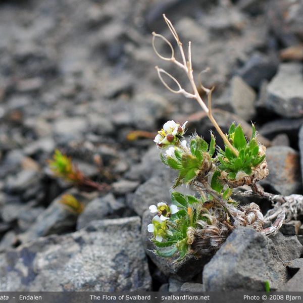 Draba subcapitata place full