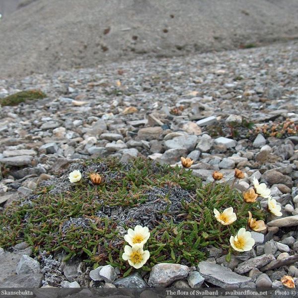 Dryas octopetala 2 full