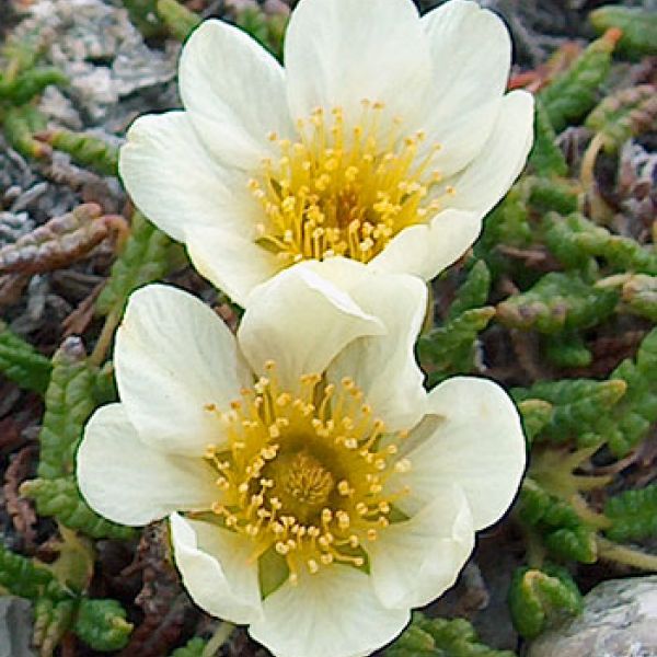 Dryas octopetala close big