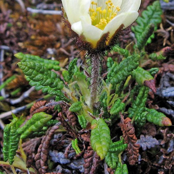 Dryas octopetala whole full