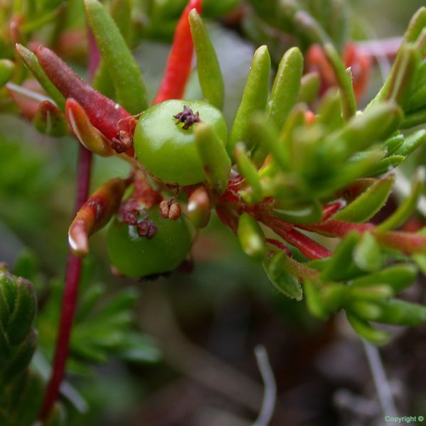 Empetrum nigrum hermaphroditum close full