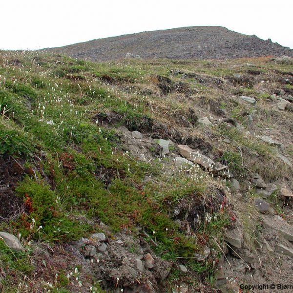 Empetrum nigrum hermaphroditum place full