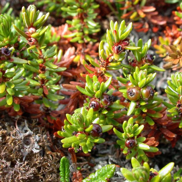 Empetrum nigrum hermaphroditum whole full