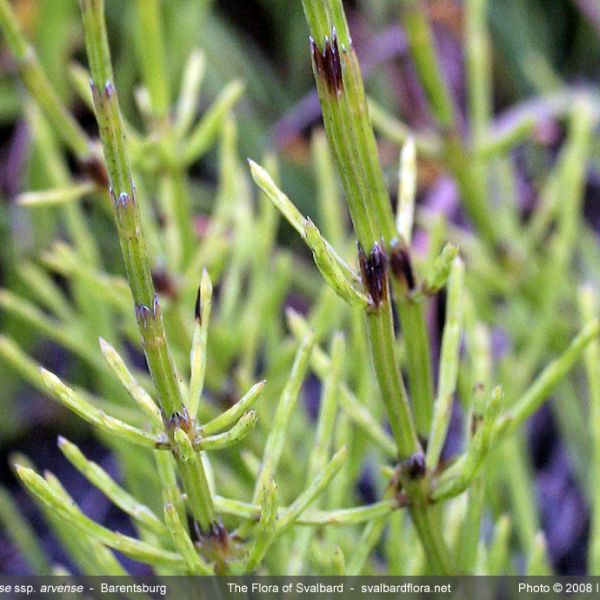 Equisetum arvense alpestre close full