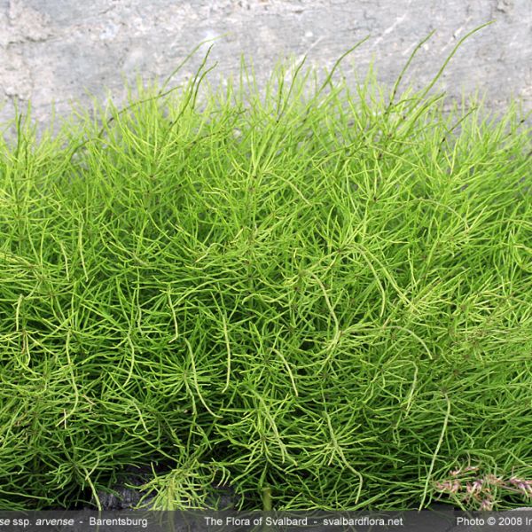 Equisetum arvense alpestre whole full