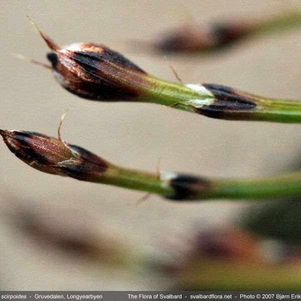 Equisetum scirpoides close full