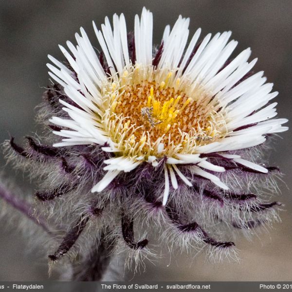 Erigeron eriocephalus close full