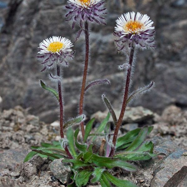 Erigeron eriocephalus whole full