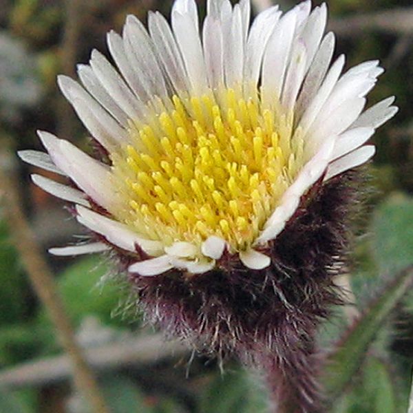 Erigeron humilis close full