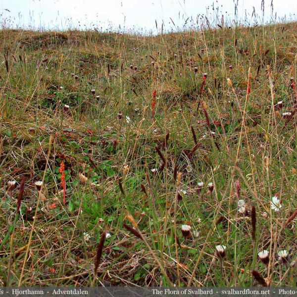 Erigeron humilis place full