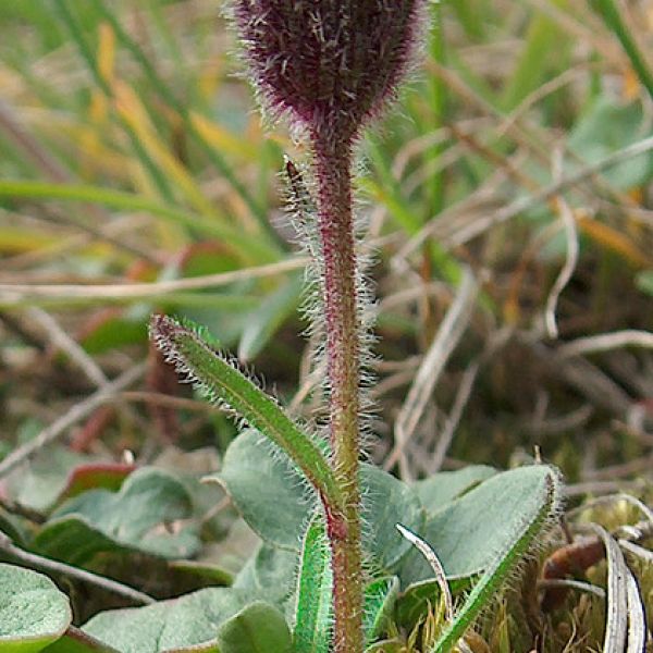 Erigeron humilis whole full