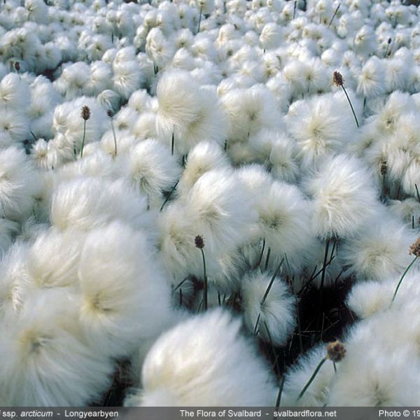 Eriophorum scheuchzeri arcticum 1 full