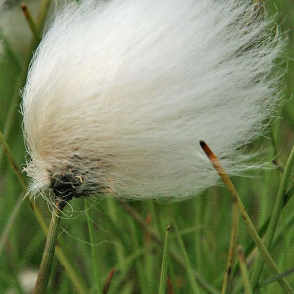 Eriophorum scheuchzeri arcticum close full