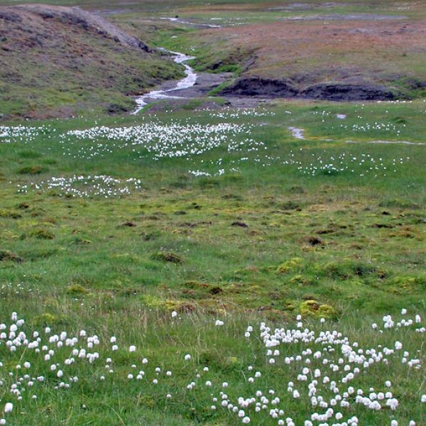 Eriophorum scheuchzeri arcticum place full