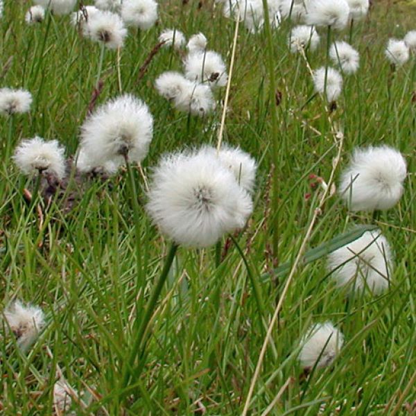 Eriophorum scheuchzeri ssp. arcticum