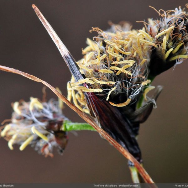 Eriophorum triste close full