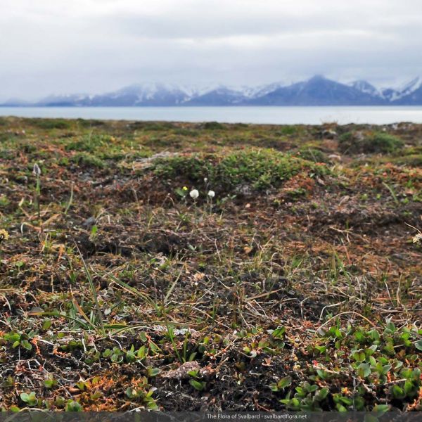 Eriophorum triste place full