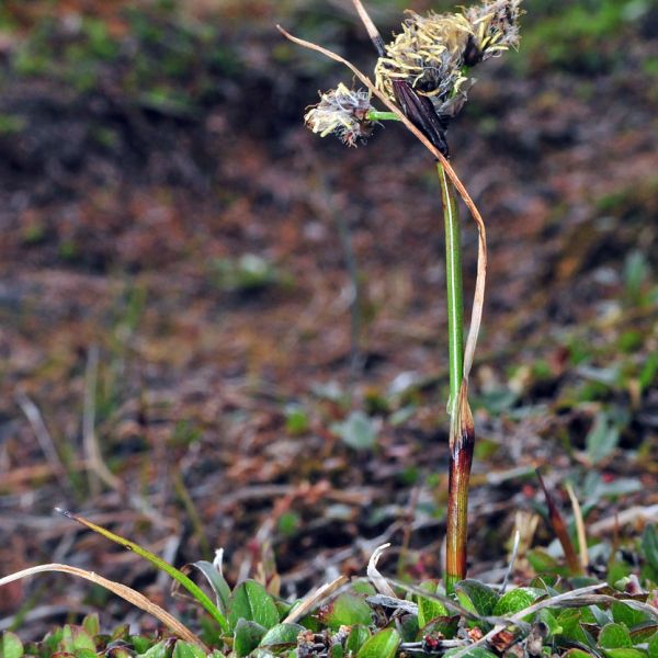 Eriophorum triste whole full