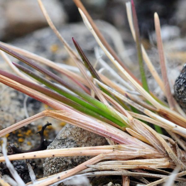 Festuca brachyphylla 1 full