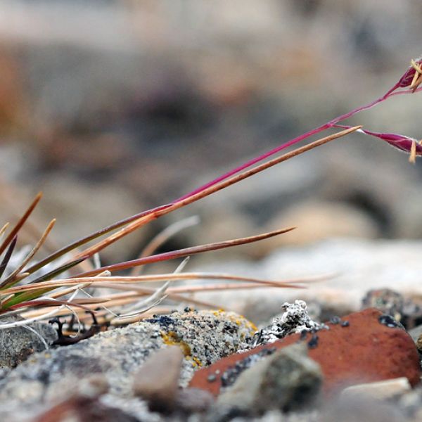 Festuca brachyphylla whole full