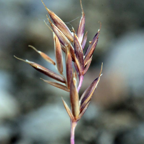 Festuca edlundiae 1 full