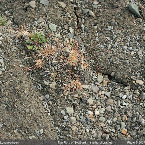 Festuca edlundiae place full