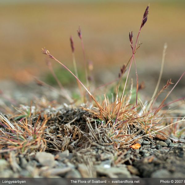 Festuca edlundiae whole full