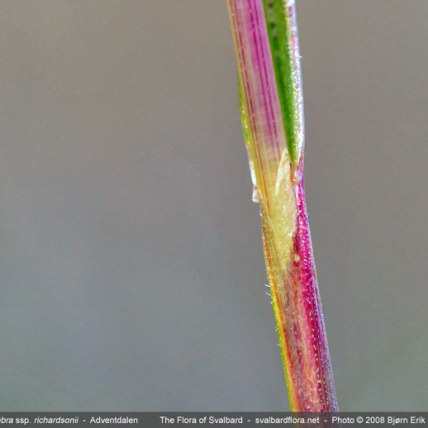 Festuca rubra richardsonii 1 full